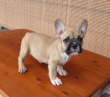 French bulldog puppies